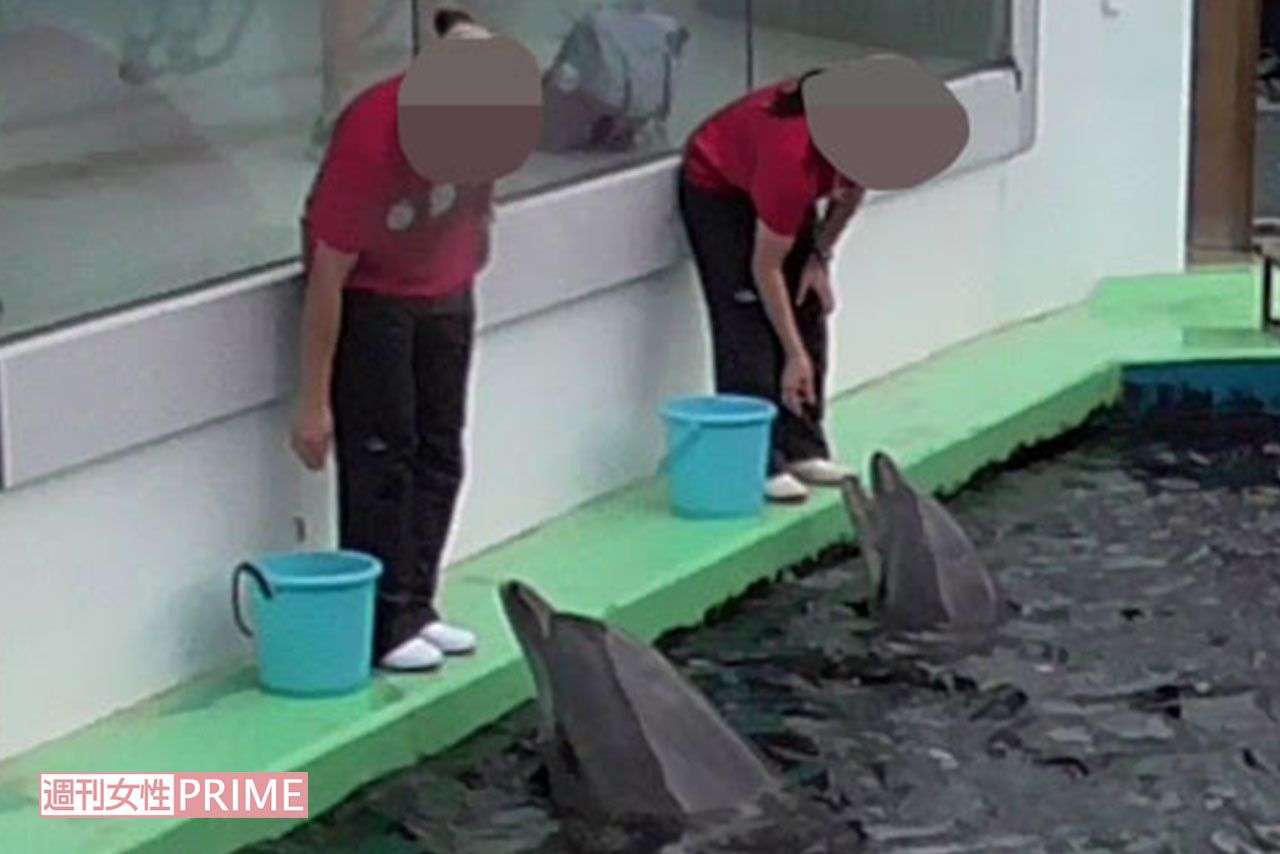 水族館の“イルカショー”に動物愛護団体が危惧「生け捕りの時点で虐待は始まっている」