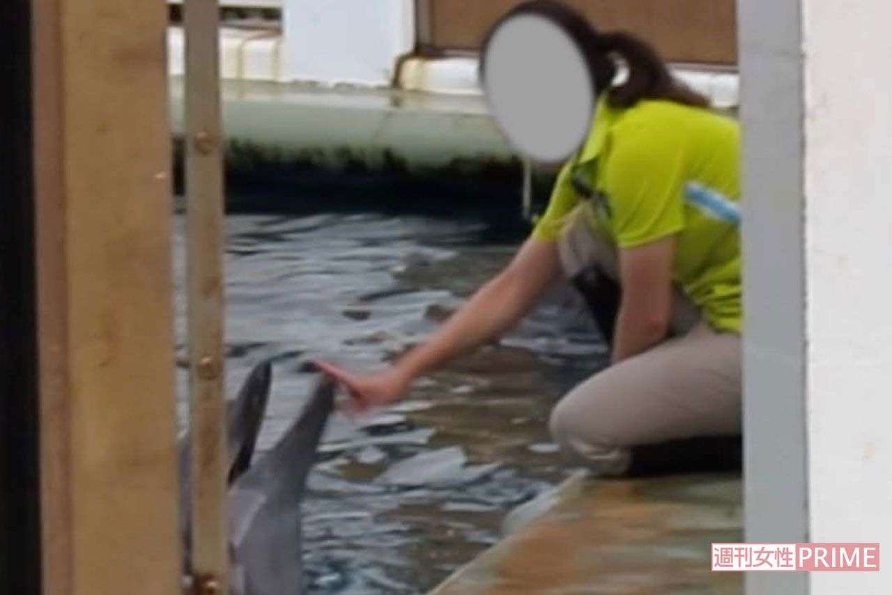水族館の“イルカショー”に動物愛護団体が危惧「生け捕りの時点で虐待は始まっている」 | 週刊女性PRIME