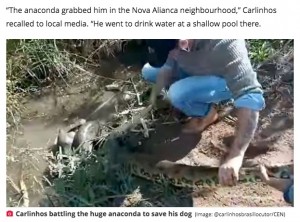 巨大アナコンダを木の棒とスコップで撃退、愛犬を救出した飼い主（ブラジル）