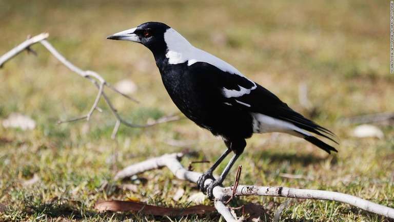 CNN.co.jp : 鳥に襲われ男性死亡、豪州で「マグパイ・アタック」被害続出