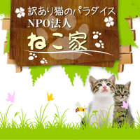 猫の里親を行っております｜NPO法人ねこ家｜飼えなくなった猫を里親として生涯お預かりいたします