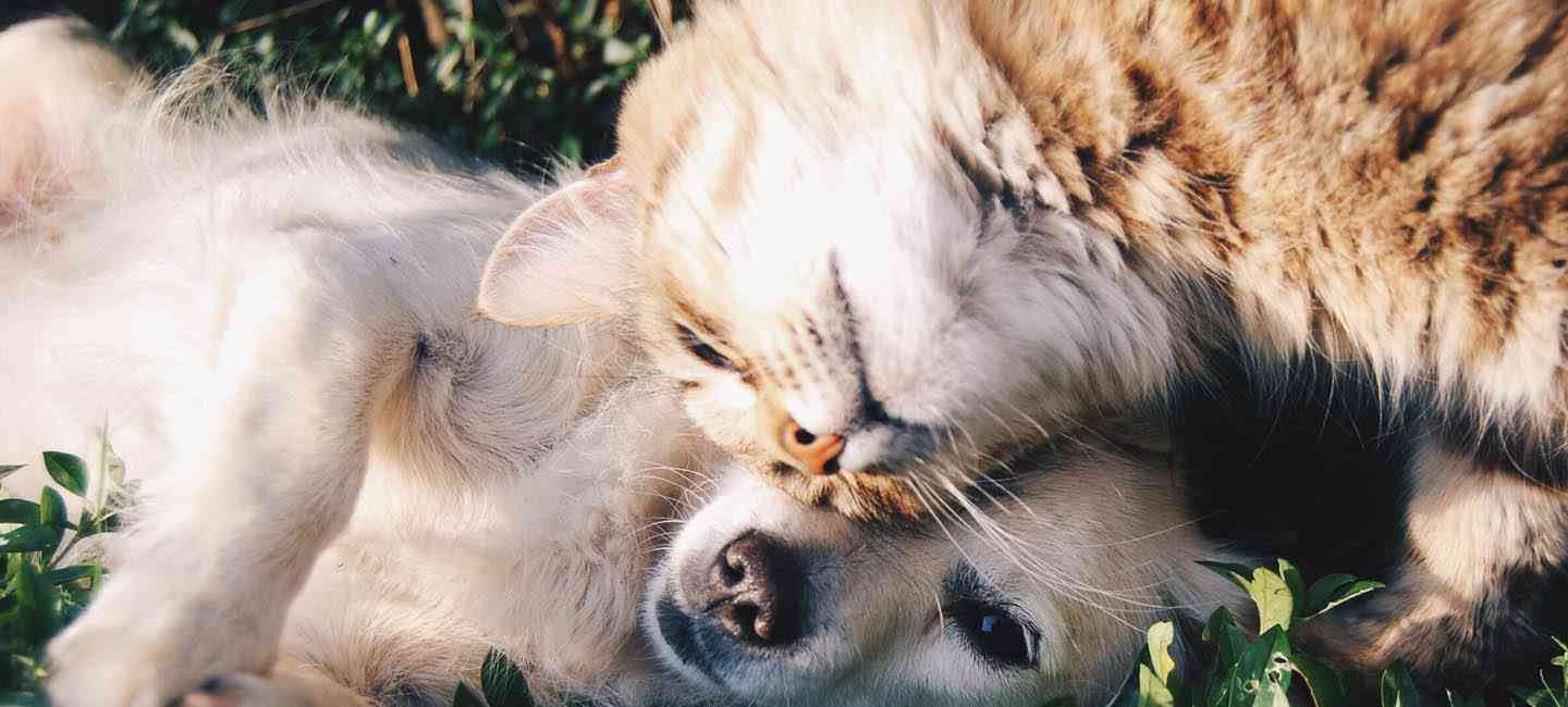 優しい動物たち