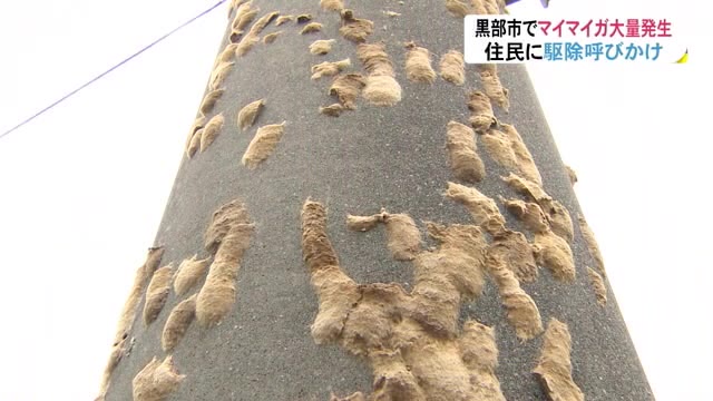 閲覧注意 電柱にびっしり卵が 蛾の一種 マイマイガ 大量発生で住民が対応に苦慮 触ると痒みや発疹引き起こす事も ガールズちゃんねる Girls Channel