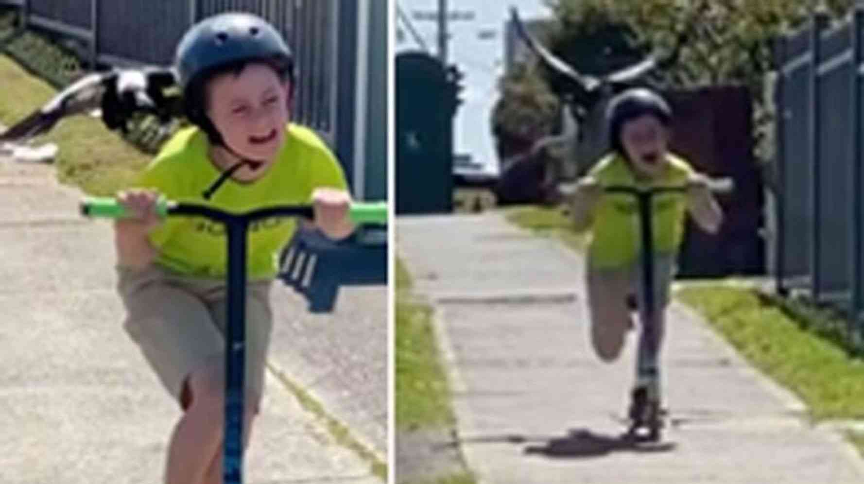 子どもを何度も襲う一匹の鳥。オーストラリアで春先に起きるマグパイ・アタックがこれだ【動画】 | HuffPost