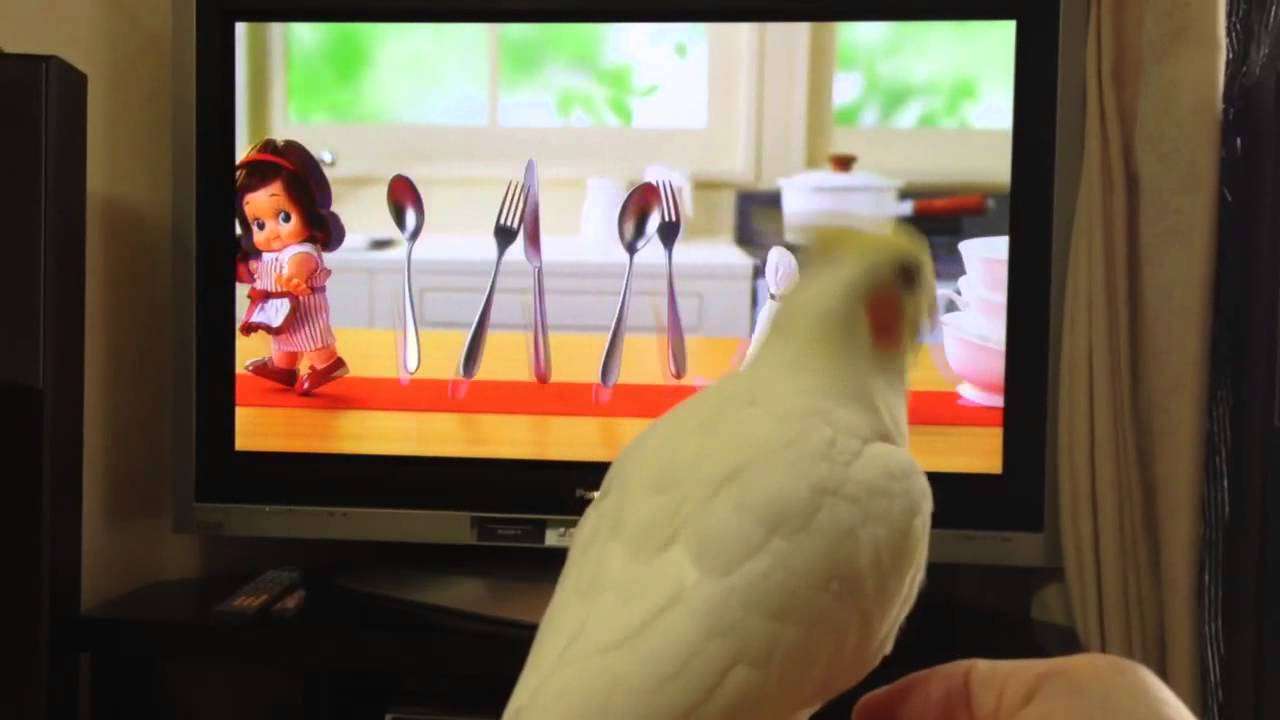 オカメインコ キューピーでノリノリ - YouTube