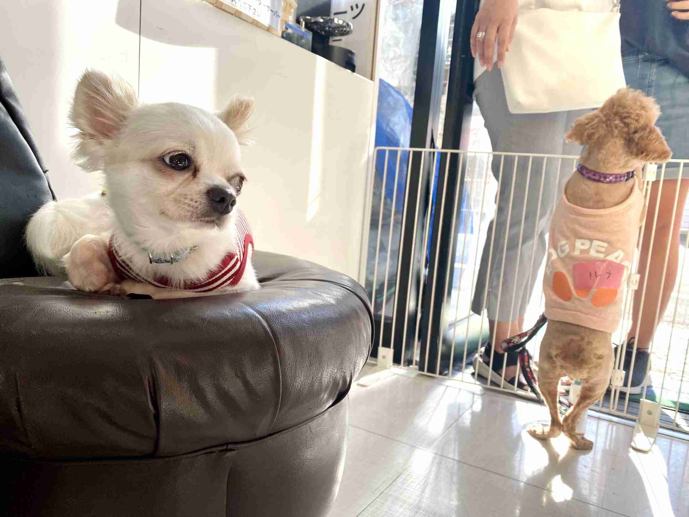 100万円のペットを飼育放棄――問われる飼う人のモラル、免許制を導入すべきか