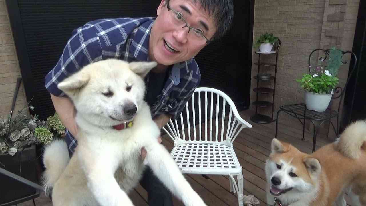 ウチの秋田犬が一番かわいい件。 - YouTube