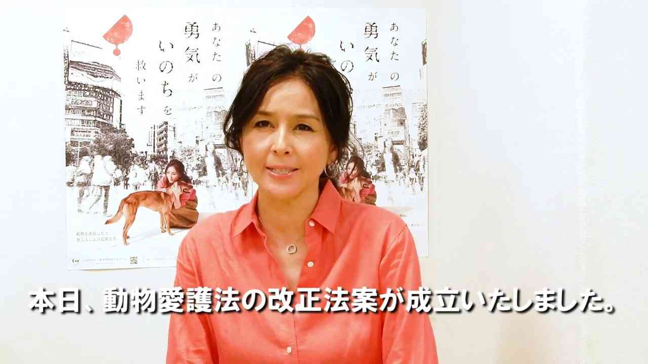 190612 改正動物愛護法 成立のご報告と御礼 - YouTube