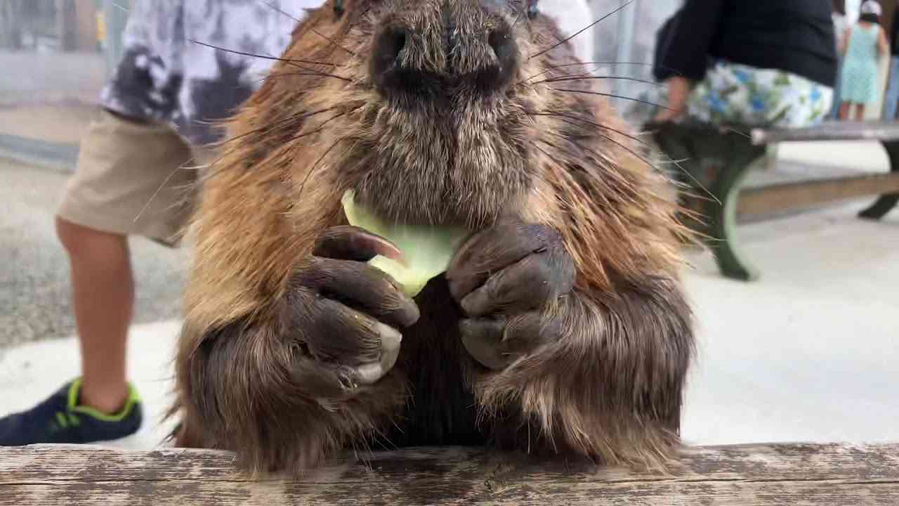ムム キャベツの芯は好きじゃないムム　American Beaver MUMU - YouTube
