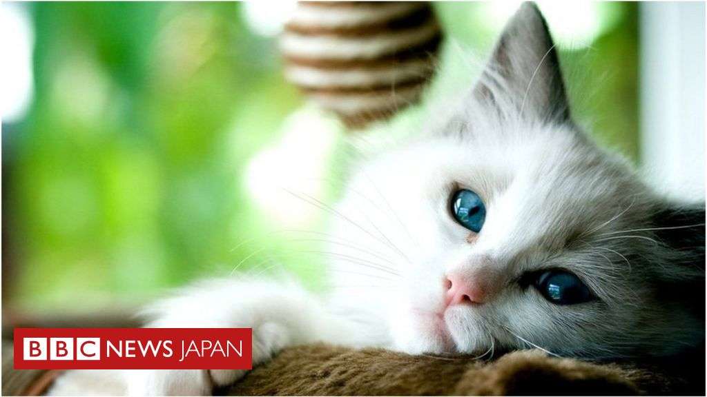 ペットの犬や猫のコロナ陽性率、飼い主が感染者なら約2割＝オランダ研究 - BBCニュース