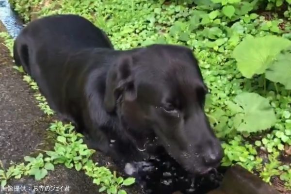 飼い主が仕事で散歩に行けなかった大型犬　その後の意外な行動がネットで反響