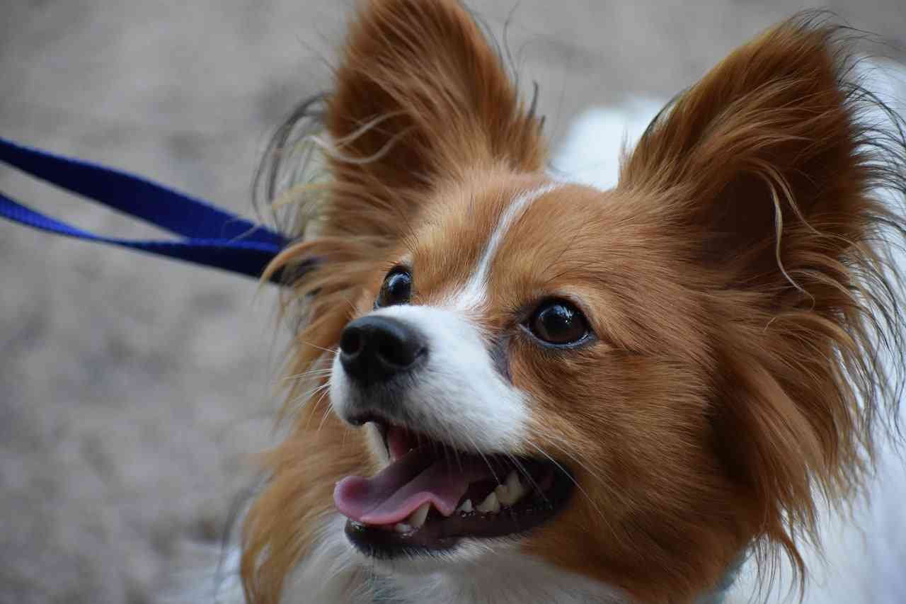 72歳男、散歩中の犬に激怒し女性に暴行 相次ぐ犬の散歩を発端とした暴力事件、突然犬を蹴った男も | リアルライブ