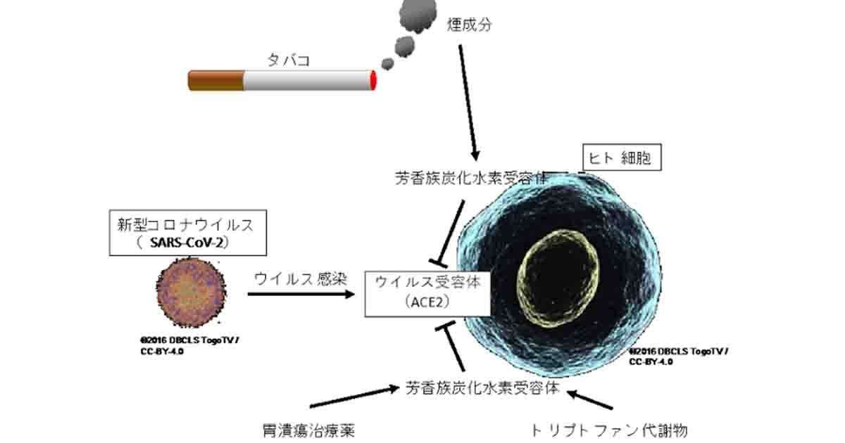 タバコの煙から抽出した物質にヒト細胞へのコロナ感染抑制効果を確認 | TECH+