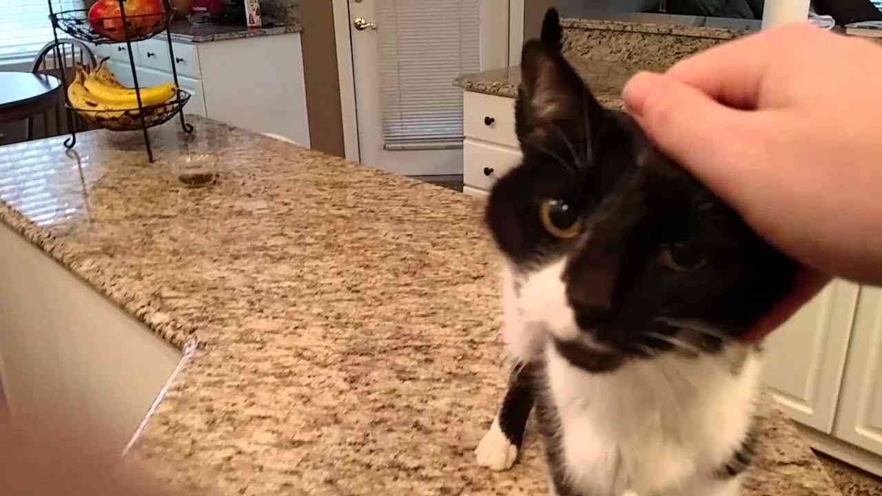 Cat has a crazy deep meow - YouTube