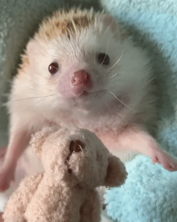 優しい動物たち