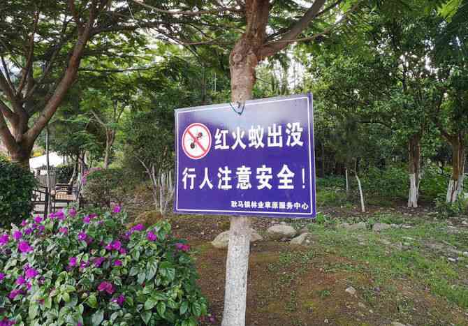 「肌を焼かれたような激痛」南米の毒アリ、なぜ中国から日本へ？（西日本新聞） - Yahoo!ニュース