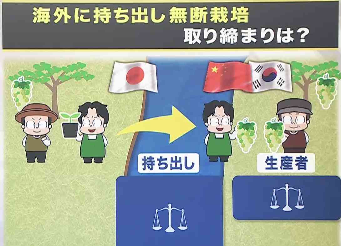なぜか日本の高級ブランド果物の“韓国産”が…現地の農家「先進国の立場で大目に見て」海外で無断栽培取り締まれるか（関西テレビ） - Yahoo!ニュース
