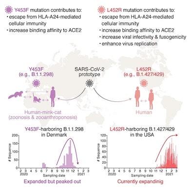 新型コロナウイルスのデルタ株は、日本人の免疫から逃れる変異を持つ（MONOist） - Yahoo!ニュース