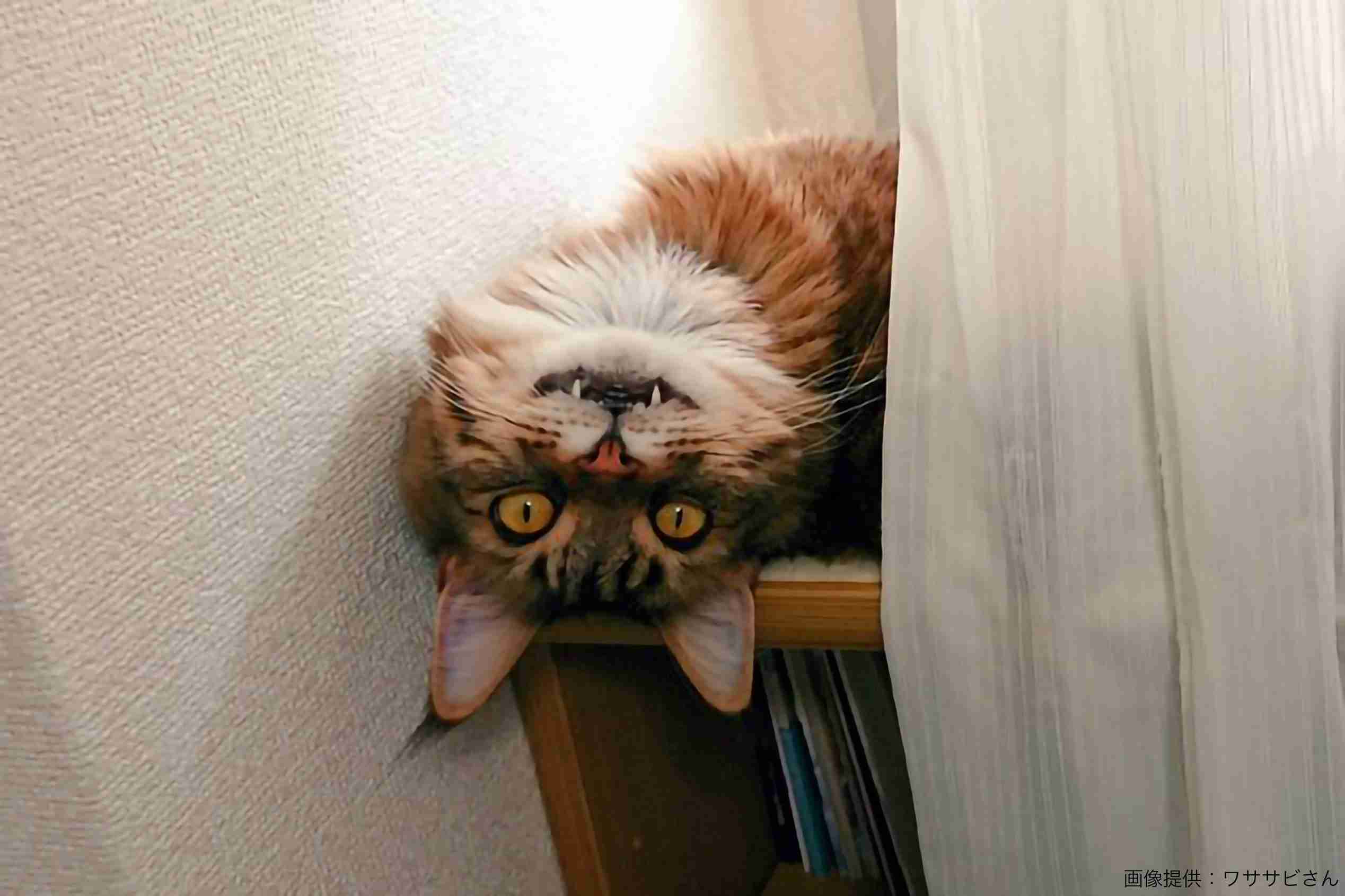 仕事中、愛猫に異変が…？　その風貌が完全にレペゼン「不思議の国」と話題に – ニュースサイトしらべぇ