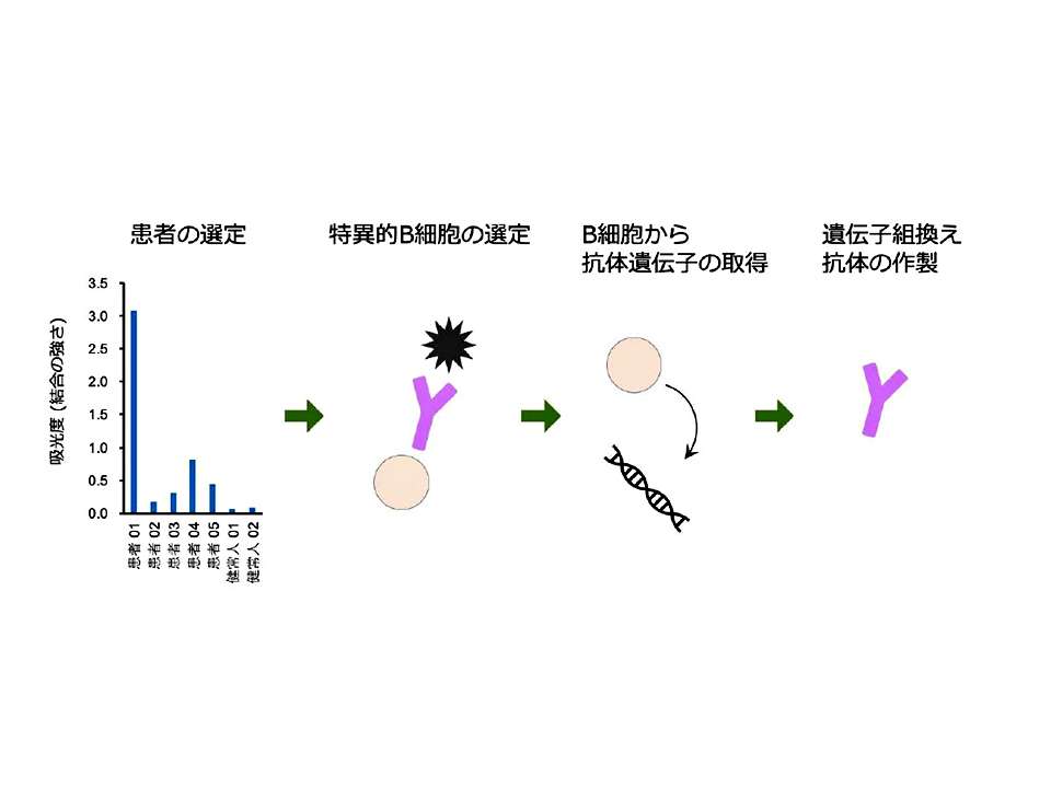 長引くコロナ禍で期待膨らむ抗体医薬品 富山大は変異株も防御する「スーパー中和抗体」作製に成功 | Science Portal - 科学技術の最新情報サイト「サイエンスポータル」