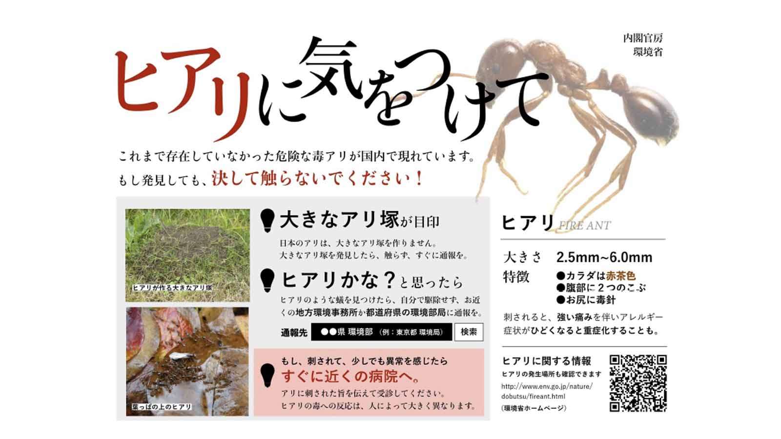 東京湾でヒアリ150匹発見 強い毒 全て働きアリ