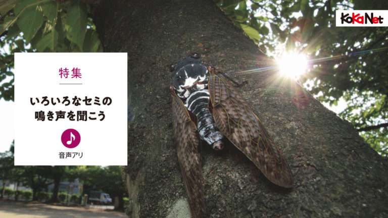 いろいろなセミの鳴き声を聞こう│コカネット