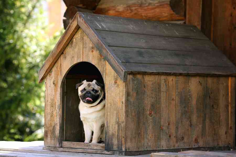 犬を外で飼うと寿命が縮まる理由３つ | わんちゃんホンポ