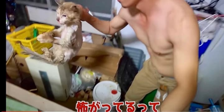 虐待動画の猫、保護されず「YouTuber」の手に戻る…弁護士は「警察の対応」も問題視 - 弁護士ドットコム