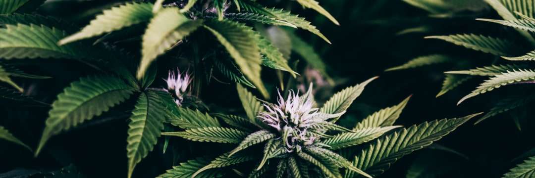 日本の「大麻政策」がここへきて激変中…来年の春から始まる「これだけの変化」（一般社団法人 大麻博物館） | 現代ビジネス | 講談社（1/5）