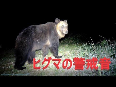 ヒグマの警戒音　ヒグマ親子 - YouTube