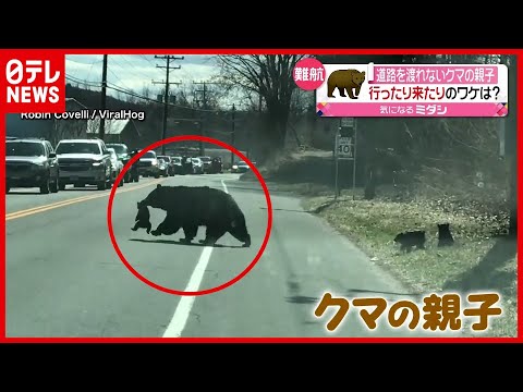 無事に渡れる？ クマの親子が道路を行ったり来たり…　アメリカ（2021年4月1日放送「news every.」より） - YouTube