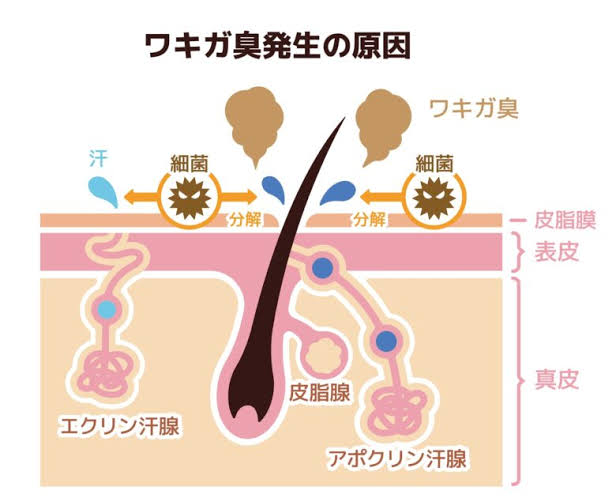 好きな人がワキガ