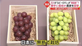 痛いニュース(ﾉ∀`) : 韓国が日本の高級ブドウ「ルビーロマン」を盗んで栽培　韓国農家「先進国なんだから大目に見て」 - ライブドアブログ