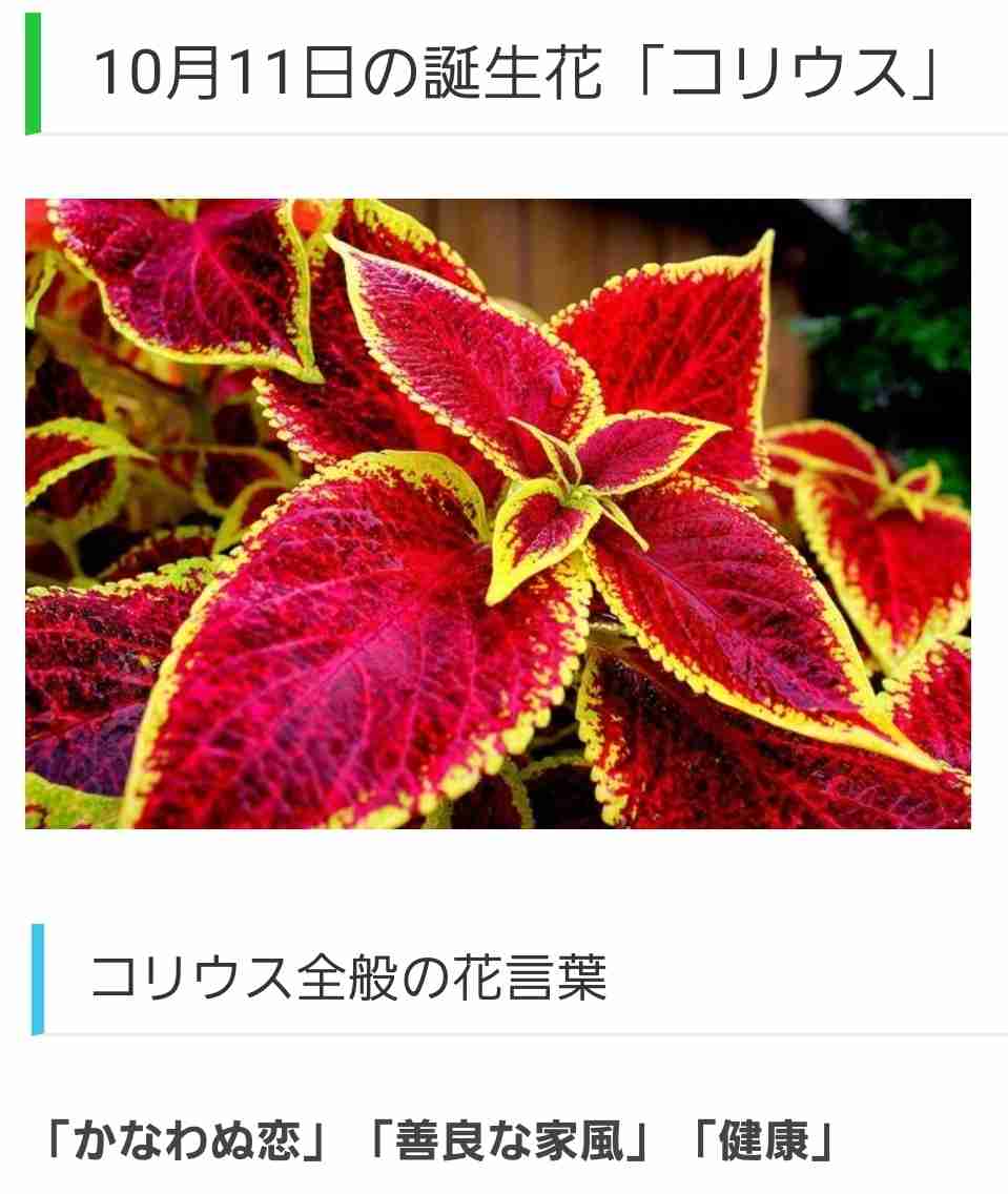 誕生日で検索 誕生花を貼るトピ ガールズちゃんねる Girls Channel