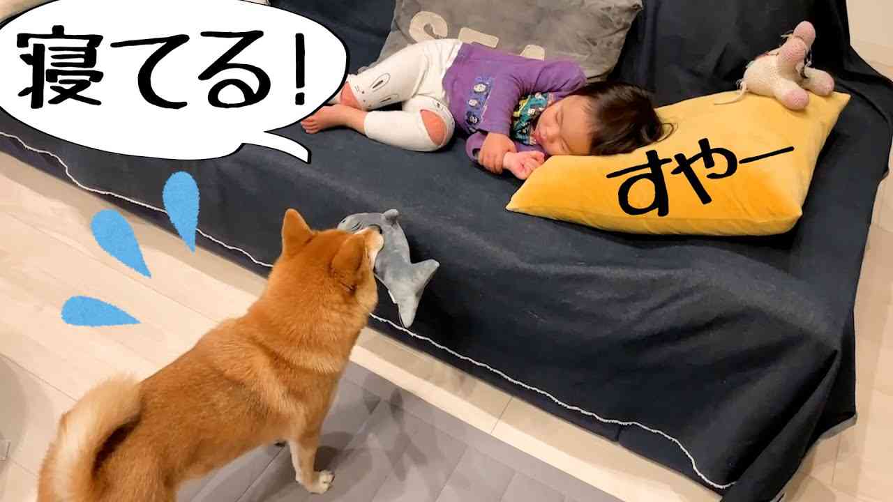 寝ている２歳児にハッと気づき遊ぶのをやめる柴犬｜犬と子供のvlog - YouTube
