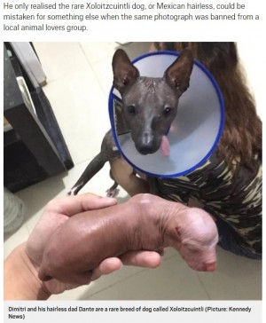 卑猥すぎる？　Facebook側が仔犬の写真を削除（フィリピン） (2018年5月24日) - エキサイトニュース