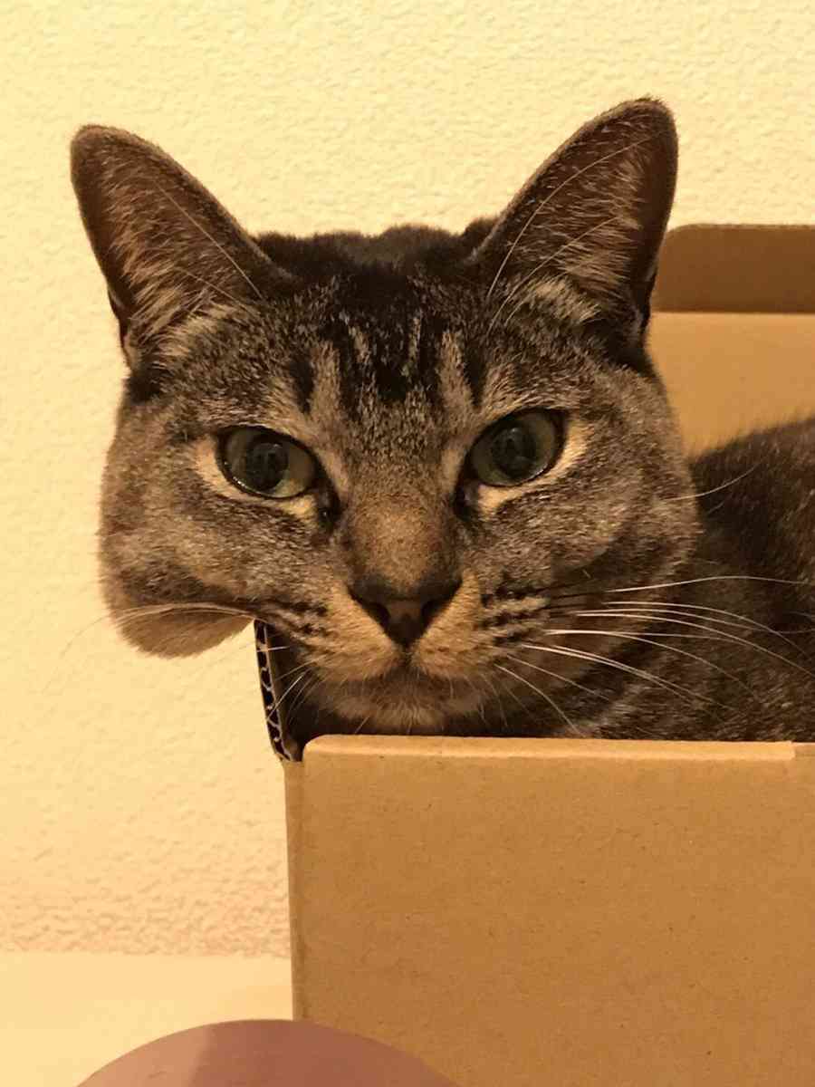 【画像】私たちが猫と考えるものの実体はほぼ毛なのかもしれない説