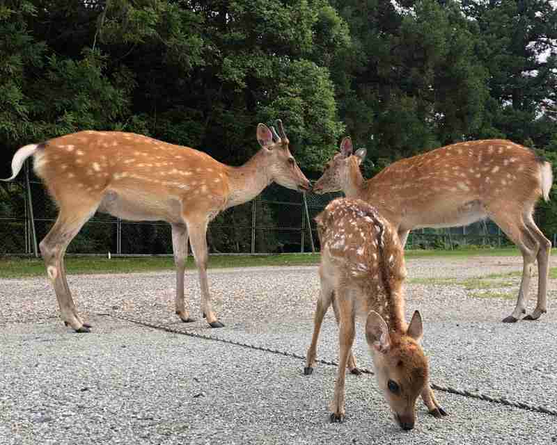 シカも少子化? 奈良公園の子鹿、前年調査の3分の1に