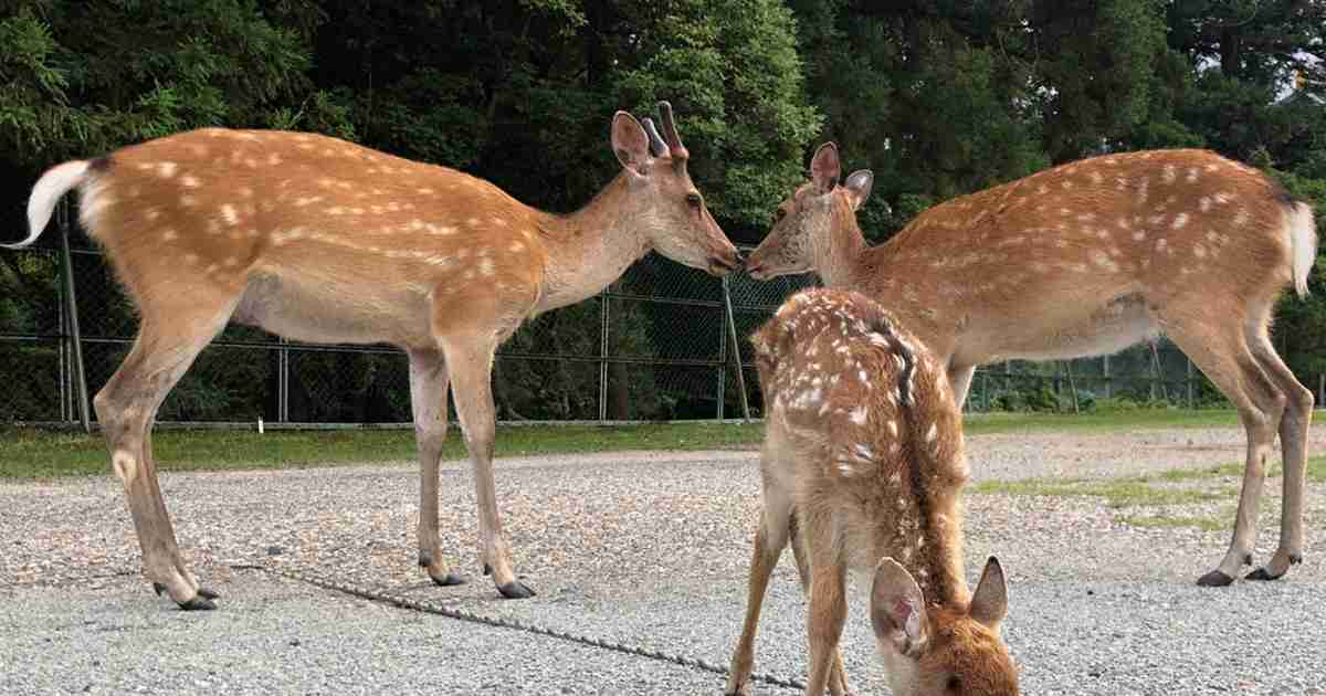 シカも少子化？　奈良公園の子鹿、前年調査の3分の1に | 毎日新聞