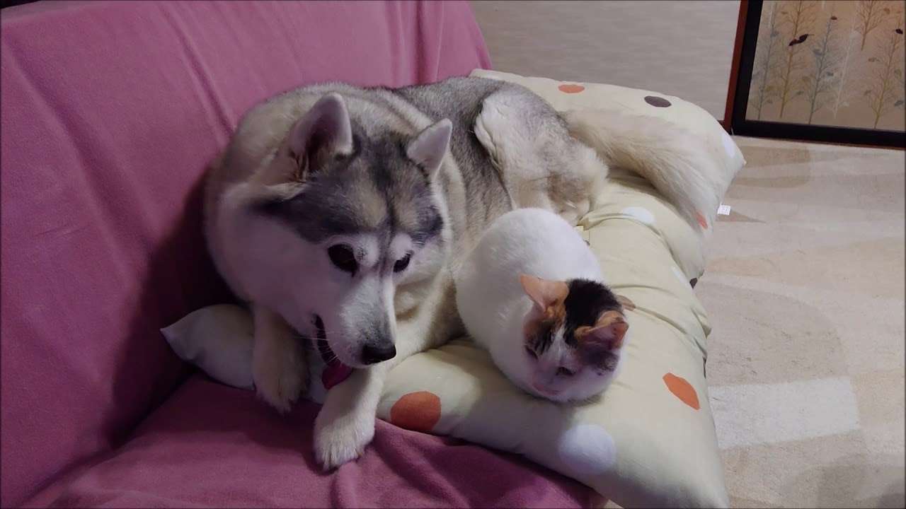ドラマ「動物のお医者さん」をリメイクするとしたら