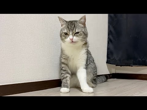 不意に猫吸いされて機嫌を損ねちゃった猫がこちらです… - YouTube