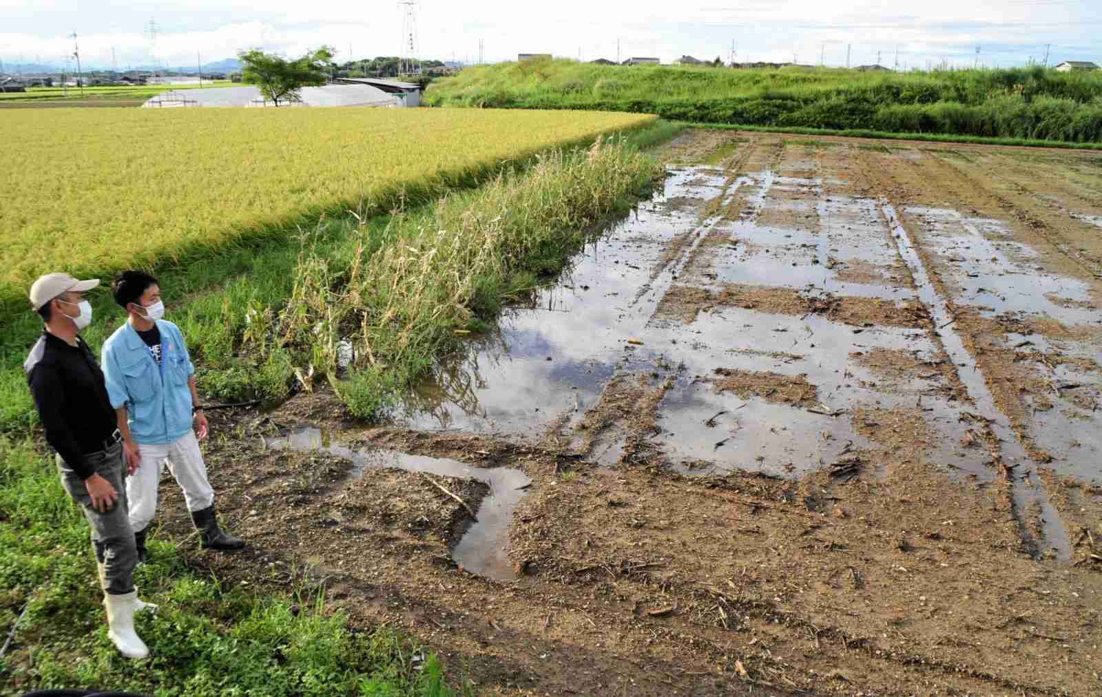 列島長雨、野菜価格に影響の恐れ　キュウリ品薄で２倍に急騰　ブドウ狩りキャンセル続出（神戸新聞NEXT） - Yahoo!ニュース