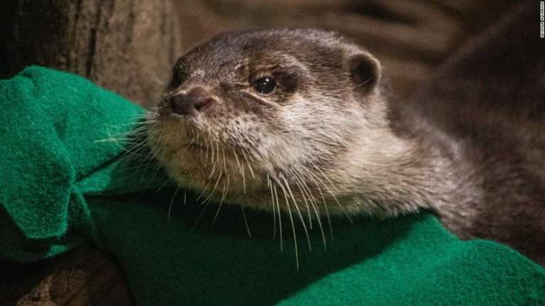 CNN.co.jp : コツメカワウソ、新型コロナ陽性　米ジョージア水族館