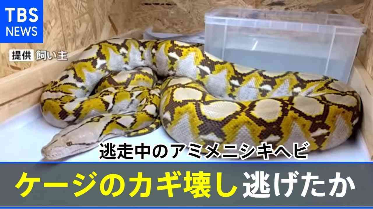 逃走中の3.5ｍヘビ、自らケージのカギを壊して逃げたか