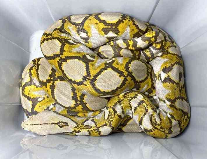 横浜の「脱走ニシキヘビ」、飼い主に罰金３０万円…飼育方法を許可なく変更 : 社会 : ニュース : 読売新聞オンライン