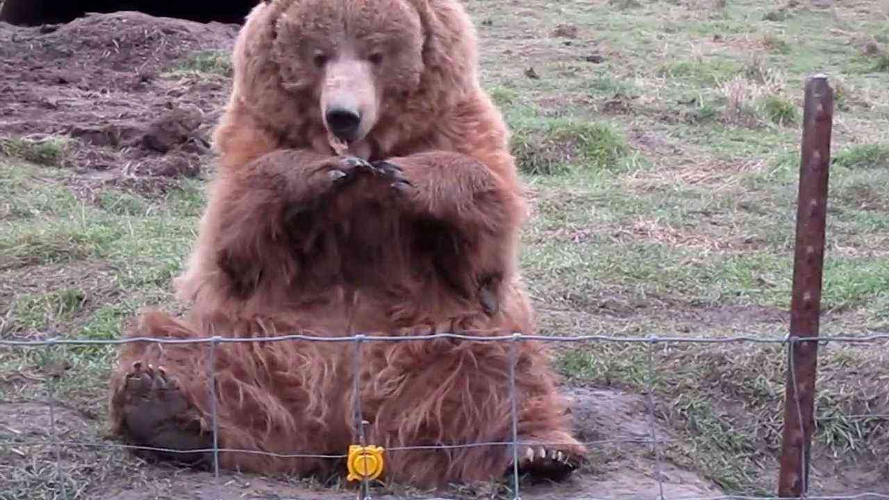 Bear Waving at Olympic Game Farm - YouTube