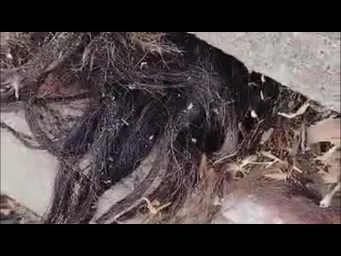 Man terrified after spotting 'human hair' poking out of 100-year-old grave - YouTube