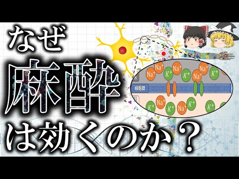 【生命科学】150年以上未解明だった全身麻酔のメカニズム【ゆっくり解説】 - YouTube