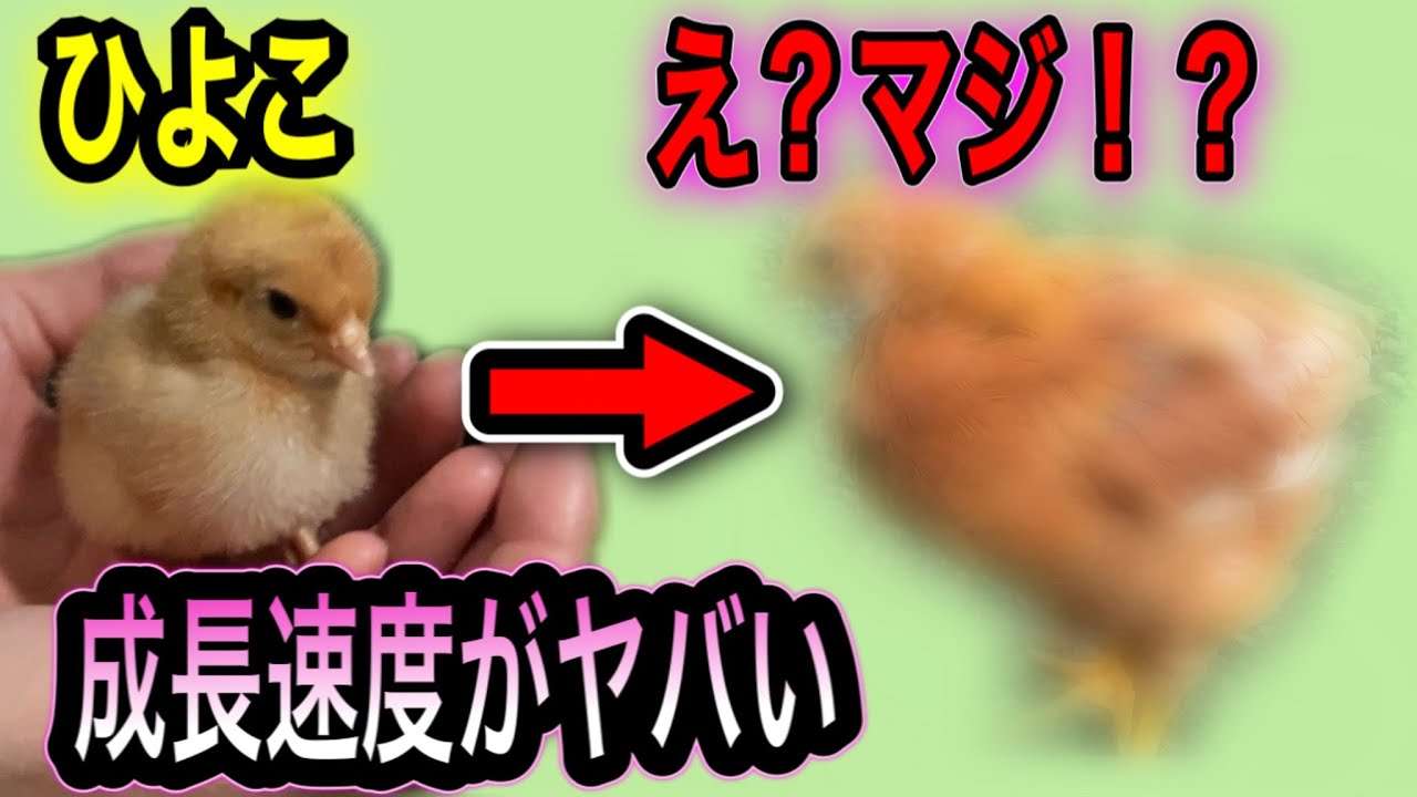 え？マジで!? ひよこを飼い始めて１か月の成長速度がすご過ぎた!! - YouTube