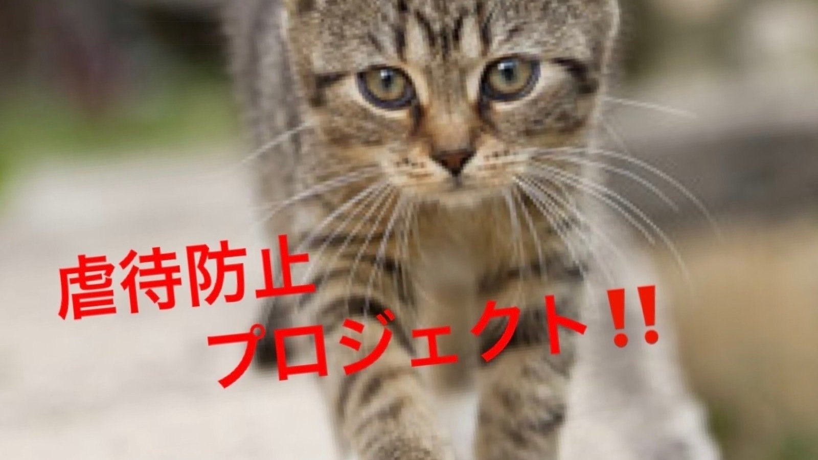 キャンペーン · インターネットにおける動物虐待の動画・画像に法規制を‼︎(Do not put videos of animal abuse on the internet‼︎) · Change.org